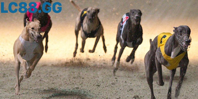 Vị trí cổng xuất phát (Trap) ảnh hưởng lớn đến kết quả