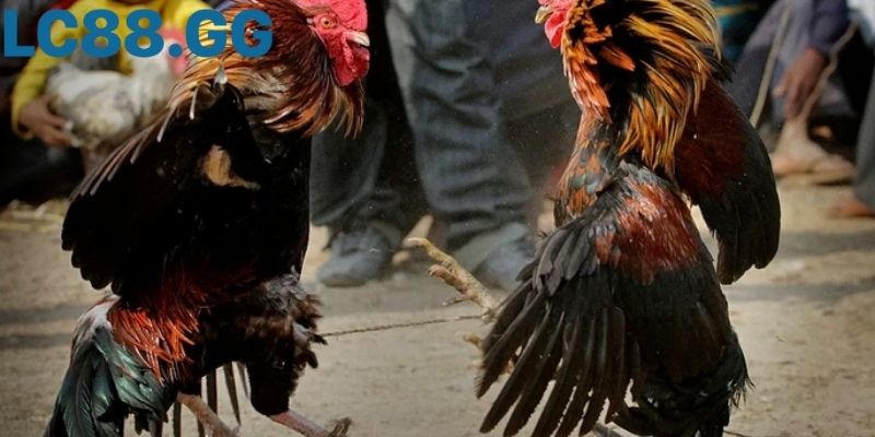 Toàn cảnh khán đài đá gà c3 lúc cao trào hiệp đấu